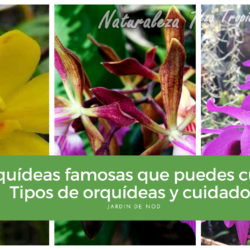 7 orquídeas famosas que puedes cultivar. Tipos de orquídeas y cuidados