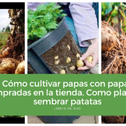 Cómo cultivar papas con papas compradas en la tienda. Como plantar o sembrar patatas
