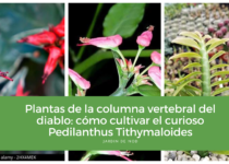 Plantas de la columna vertebral del diablo cómo cultivar el curioso Pedilanthus Tithymaloides