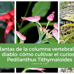 Plantas de la columna vertebral del diablo cómo cultivar el curioso Pedilanthus Tithymaloides