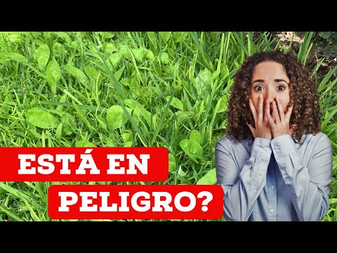 Consejos para eliminar las malas hierbas del césped de manera efectiva