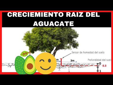 El sorprendente proceso de crecimiento de las raíces de un aguacate