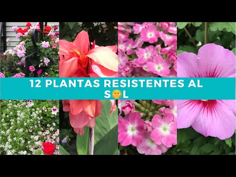 Plantas resistentes al sol directo: lista completa